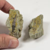 Rooted Aetosaur Tooth - Typothorax coccinarum - Image 2