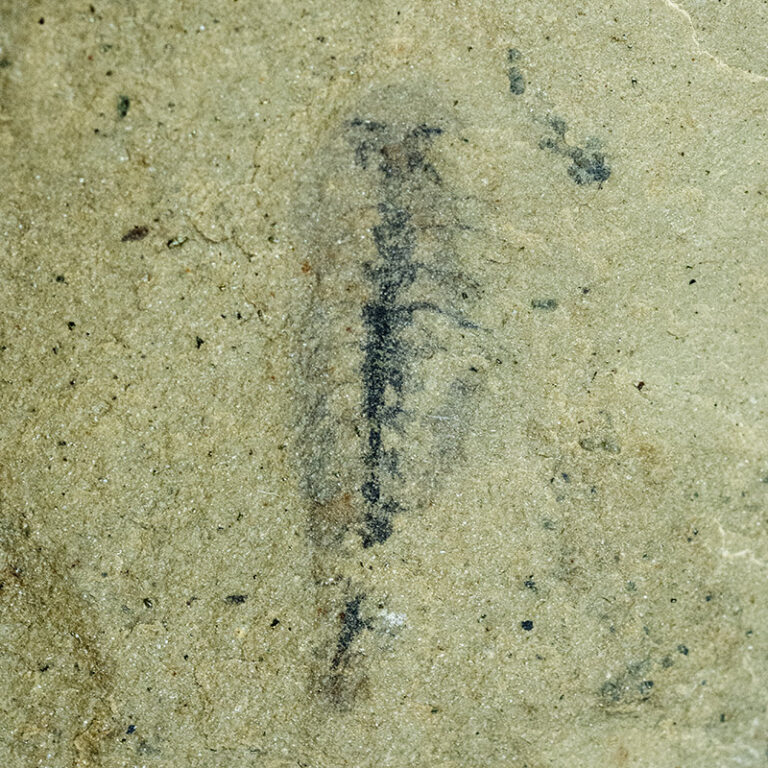 Emeraldella sp.