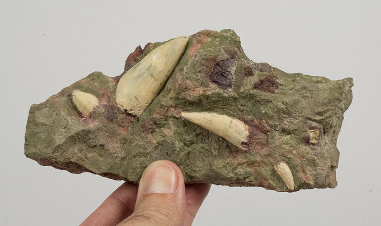 Triassic Teeth, The Natural Canvas
