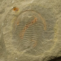 Trilobite from China - Eymekops transversa