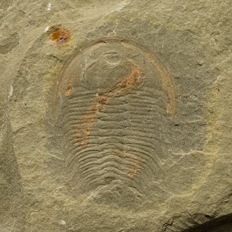 Trilobite from China &#8211; Eymekops transversa, The Natural Canvas