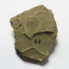 Trilobite from China - Eymekops transversa - Image 2