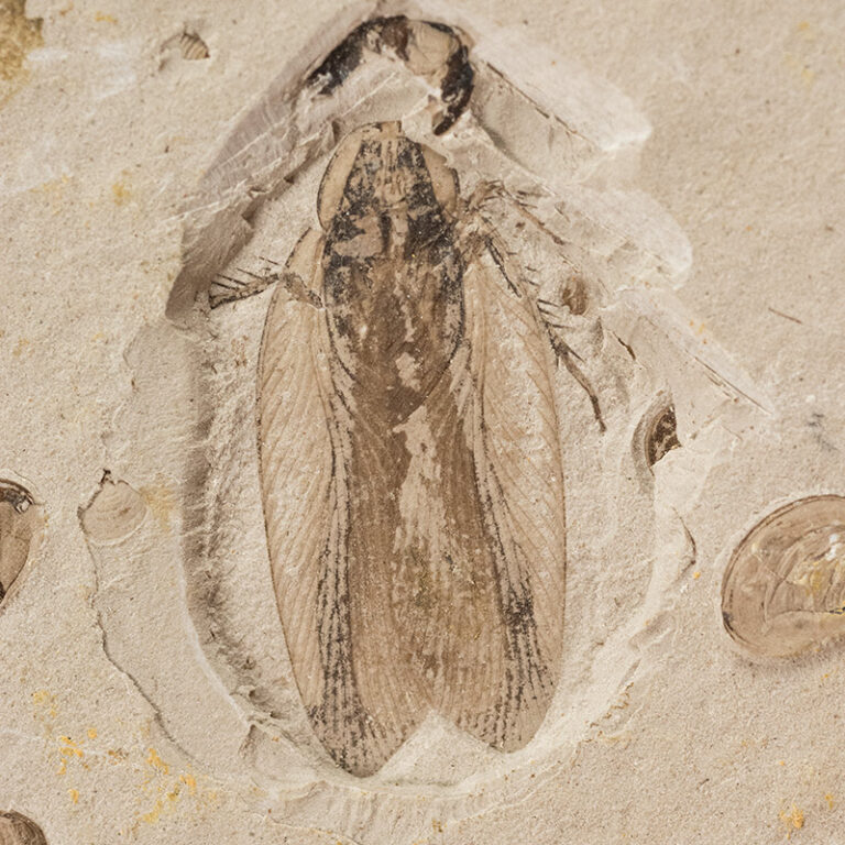 Cockroach