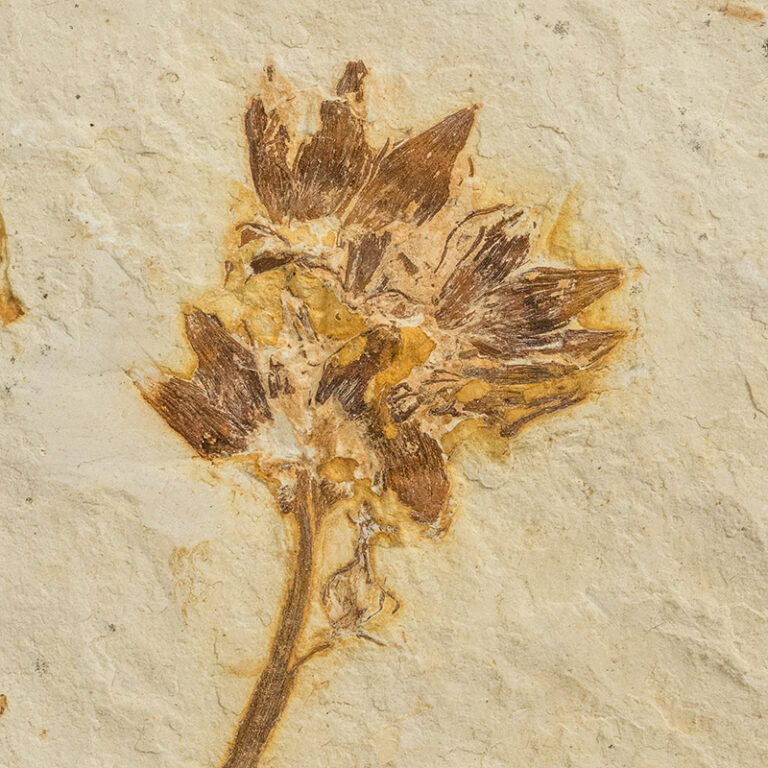 Cretaceous Flower, The Natural Canvas