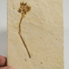 Cretaceous Flower, The Natural Canvas
