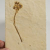Cretaceous Flower - Image 2
