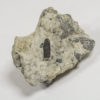 Diplodocus sp. - Image 2