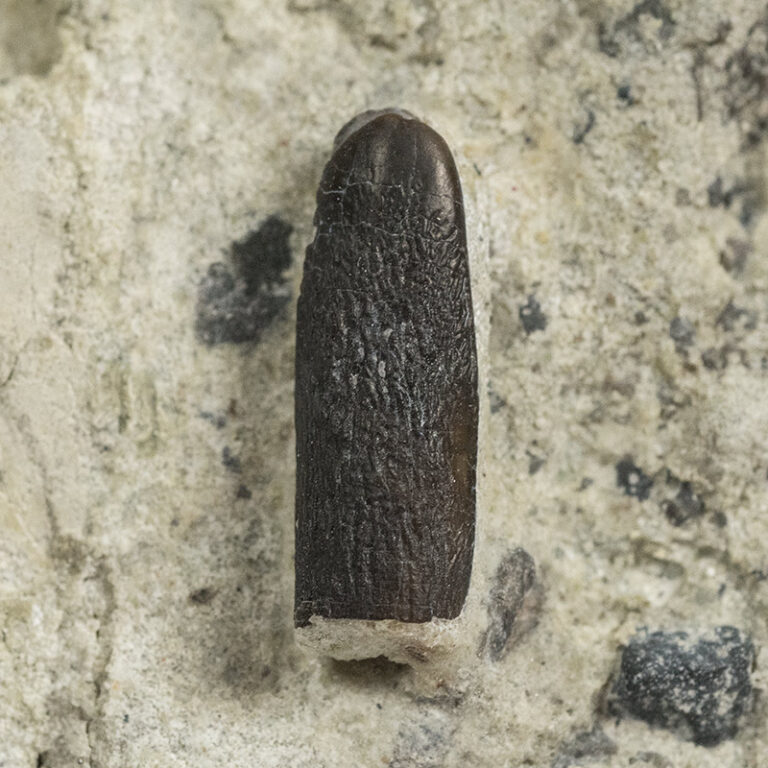 Diplodocus sp.