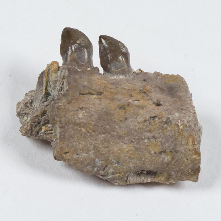 Dimetrodon milleri