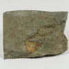 Helicoplacus gilberti - Image 2