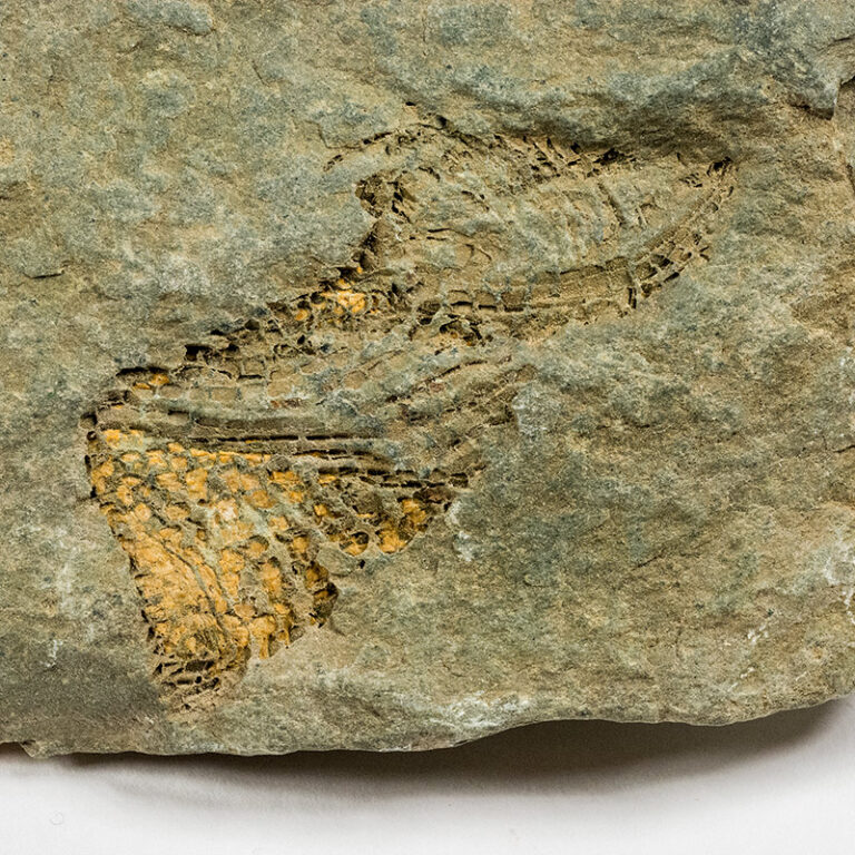 Helicoplacus gilberti