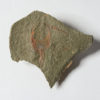 Cothurnocystis sp. - Image 2