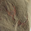 Cothurnocystis sp. - Image 2
