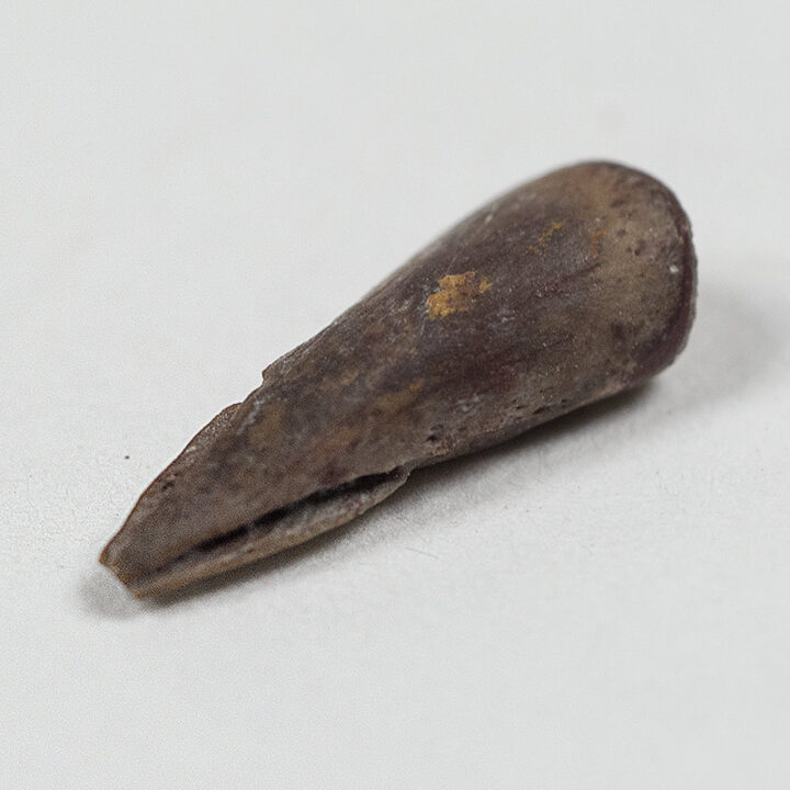 Labyrinthodont claw