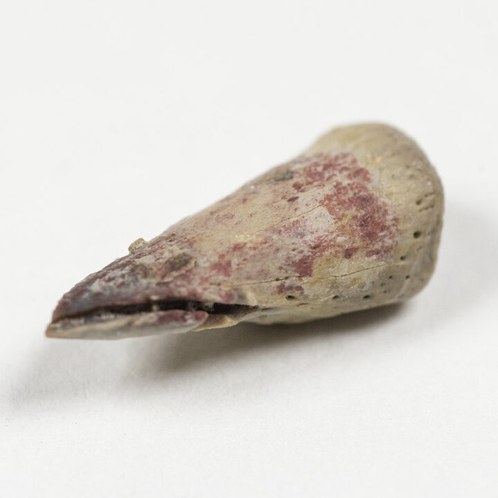 Labyrinthodont claw