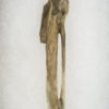 Gavia concinna &#8211; Loon wing bone, The Natural Canvas