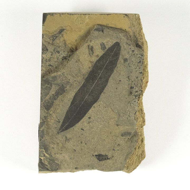 Leaf