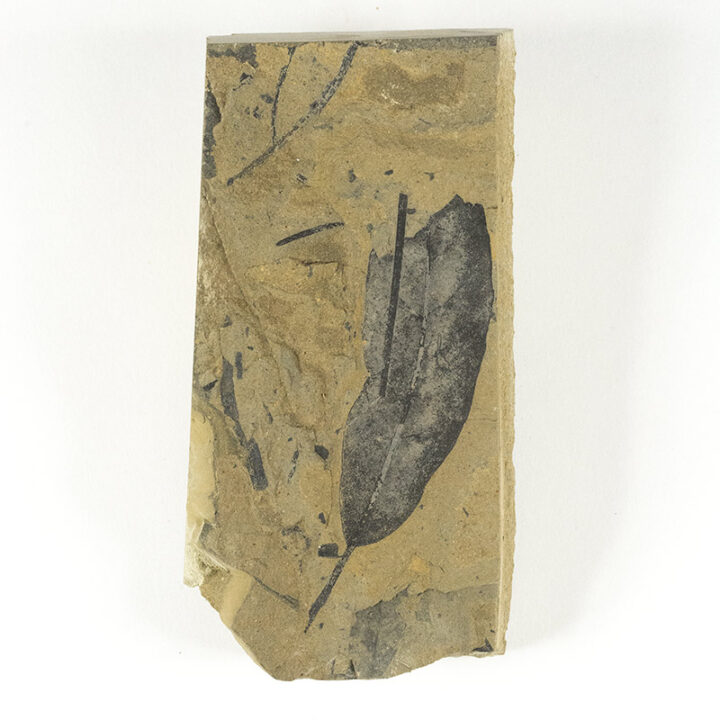 Leaf