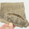 Sairocaris centurion - Image 2