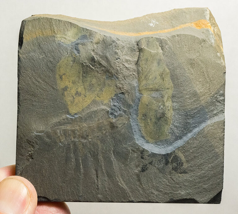 Morania confluens and Leanchoilia sp.