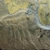 Morania confluens and Leanchoilia sp. - Image 2