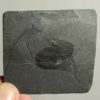 Waptia fieldensis - Image 2
