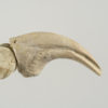 Citipati sp. - Image 3