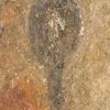 Fossil Tadpole&#8211; Rana basaltica, The Natural Canvas