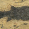 Paramblypterus gelberti, The Natural Canvas