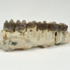 Hyracodon nebrascensis - Image 3
