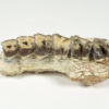 Hyracodon nebrascensis - Image 2