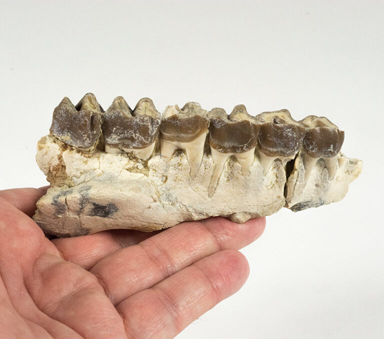 Hyracodon nebrascensis