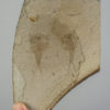 Weichangiops triangularis - Image 2
