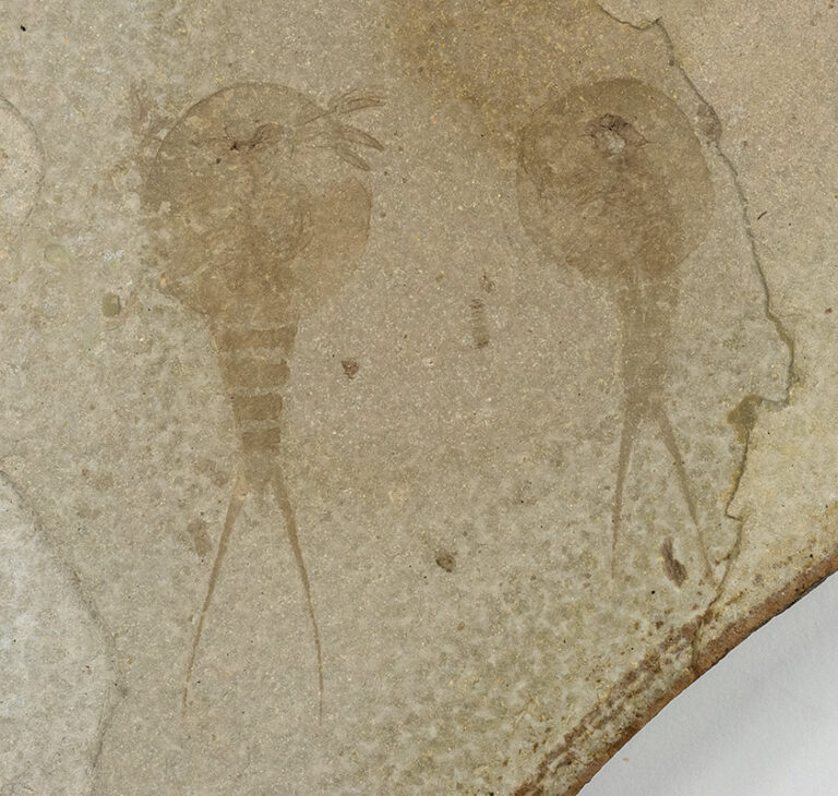 Weichangiops triangularis