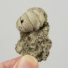 Eutrephoceras carolinensis - Image 3