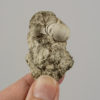 Eutrephoceras carolinensis - Image 2