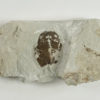 Tremataspis schmidti Rohon, 1892 - Image 2