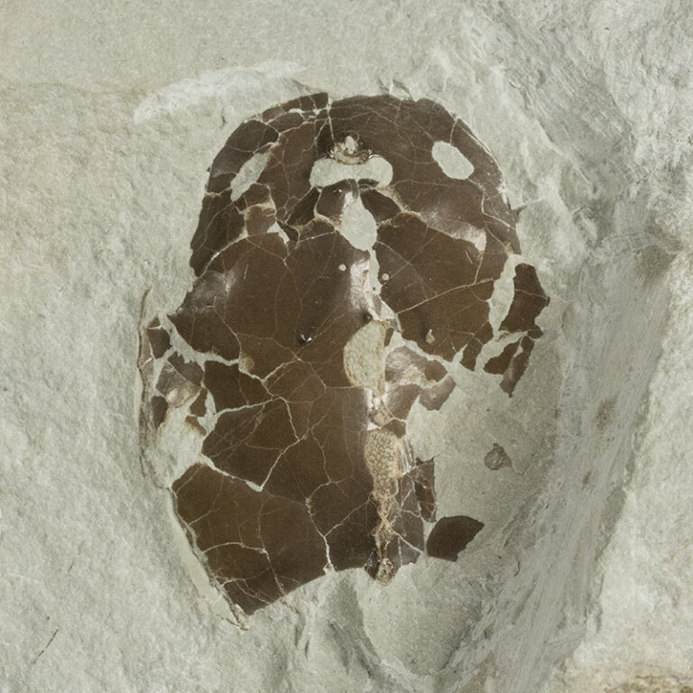 Tremataspis schmidti Rohon, 1892