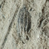 Cycadocarpidium erdmanni Nath - Image 2