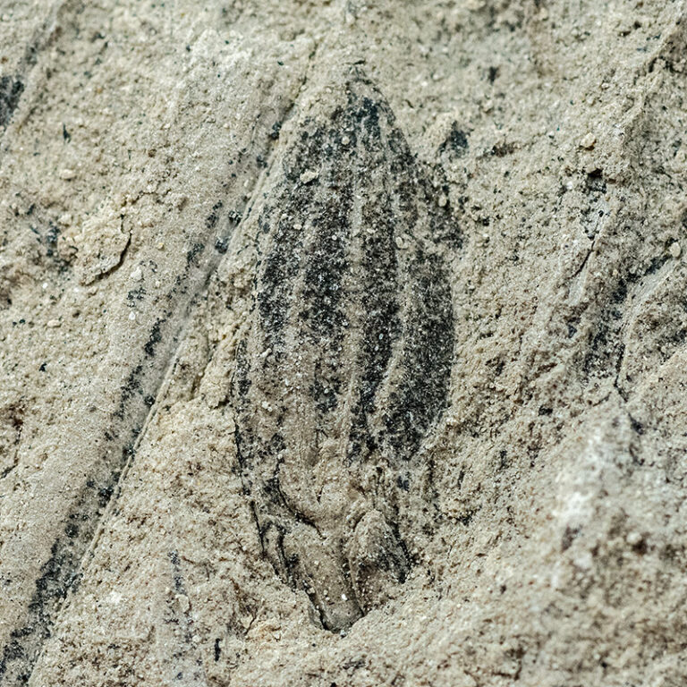 Cycadocarpidium erdmanni Nath, The Natural Canvas