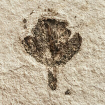 Chamaecyparis linguaefolia