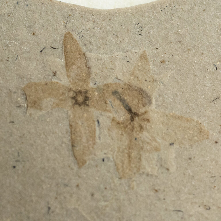 Two Miocene Flowers, The Natural Canvas