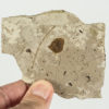 Two Insects from Florissant - Image 3