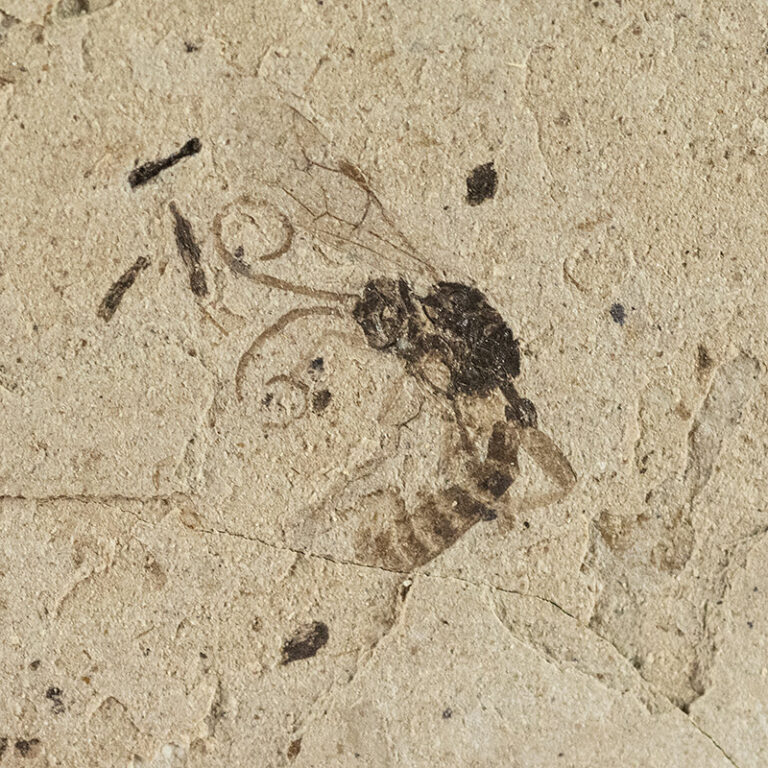 Two Insects from Florissant