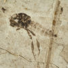 Two Insects from Florissant - Image 2