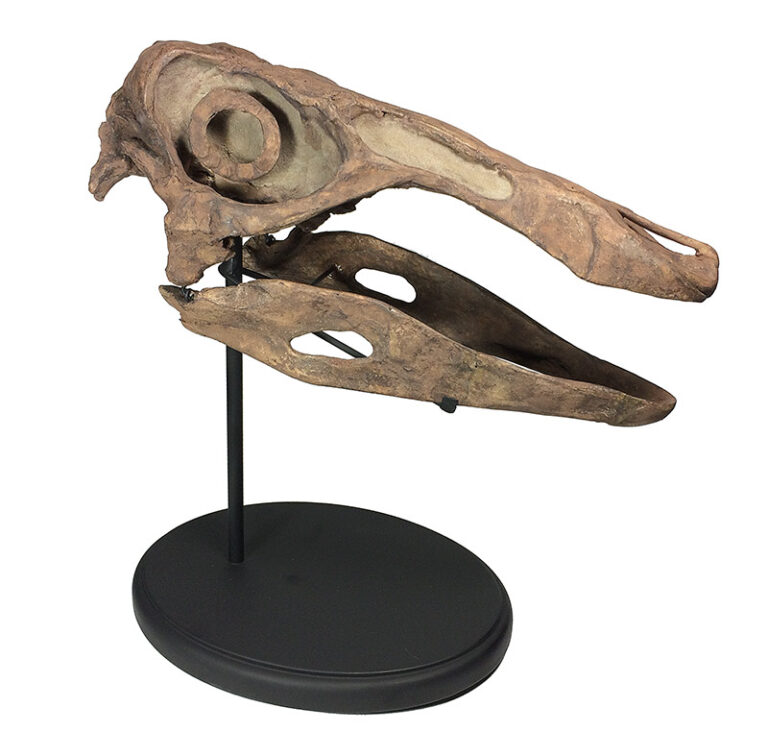 Dinosaur Skull &#8211; Ornithomimus, The Natural Canvas