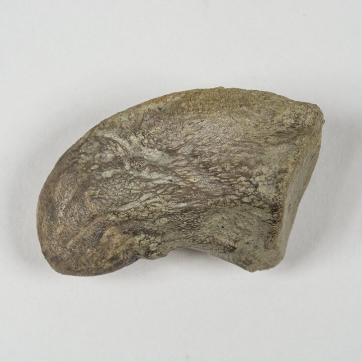 Machaeroprosopus sp.