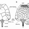 What is a mitrate? &#8211; Mitrocystites, The Natural Canvas