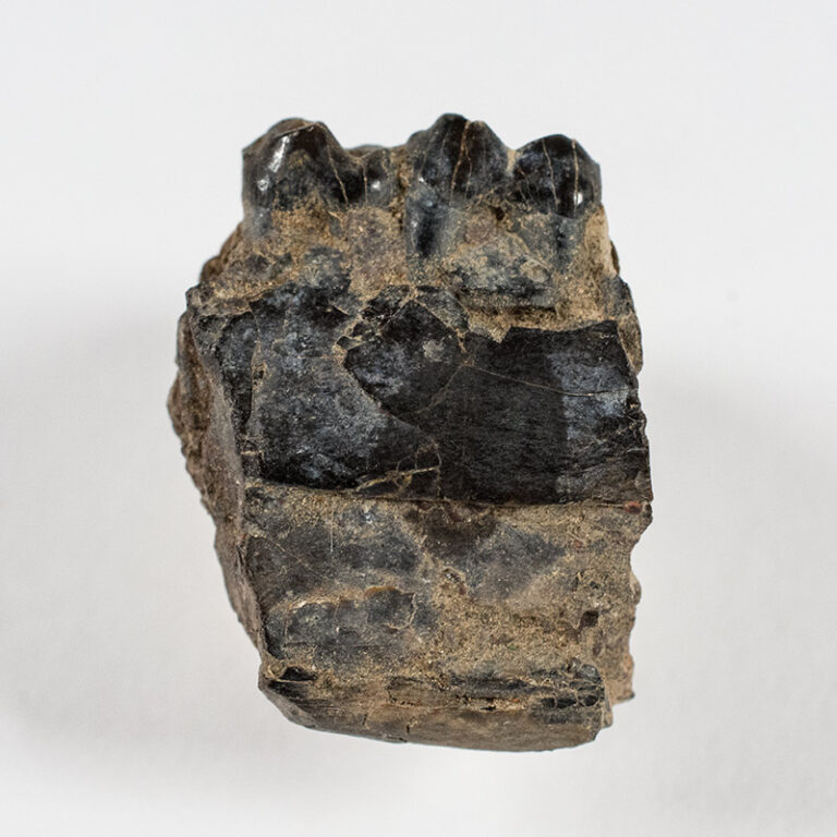 Hyracotherium (Sifrhippus) sp.