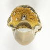 Cimmomia imperialis - Image 2